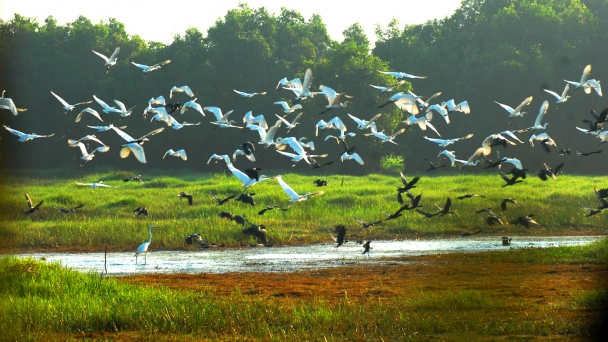 Restoring the ecosystem of Tram Chim National Park: A wetland with diverse and rich ecosystem